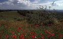 Italy 99 Poppies